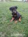 Beauceron s PP 