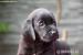 Černý pejsek Labrador Retriever s PP