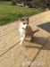 Sibirsky Husky