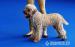 Lagotto Romagnolo
