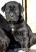 Cane Corso s PP