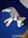 Sibírsky husky 