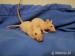 Fuzz potkani - potkánci s kraťounkou jemnou srstí 