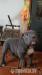 American Bully