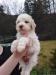 Lagotto Romagnolo