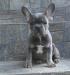 francusky buldog 