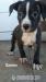 American Bully bez Pp