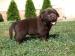 Labrador retriever čokoládové šteniatka s rodokmeň