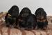 Gordonsetr – štěňata (Gordonsetter)