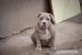 American Bully