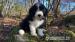Bearded collie