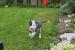 Amstaff