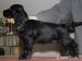 Anglický kokerspaniel