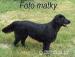 Flat Coated Retriever  št. s PP