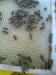 Včelí oddělky v nových úlech a kočovný vůz