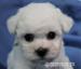 Bišonek - Bichon Frisé