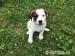 Pejsek Jack Russell Teriér 