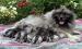 Německý špic vlčí / keeshond štěňata sPP