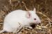 Daruji bílou laboratorní myš