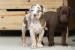 Lousiansky leopardi pes CATAHOULA