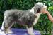 Bearded Collie