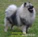 Keeshond - vlčí špic štěňata
