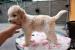 Lagotto Romagnolo - Italský vodní pes
