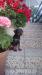 Manchester terrier
