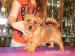 Norfolk Terrier