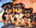 Jorkšírský teriér (yorkshire terrier) s PP