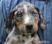 Louisianský leopardí pes-Catahoula, šteniatka s PP