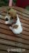 Nabízím k odběru štěňátka Jack Russel Teriér