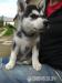 Predaj sibírsky husky