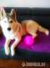 Sibírsky husky