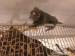 Małpa małpka marmozetka
