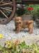 Norfolk Terrier
