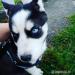 Šteniatko sibírsky husky