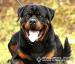 Rottweiler štěňata s pp