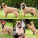 Belgický ovčiak-malinois a tervueren