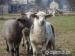 3 mladé ovce
