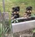 YORKSHIRE TERRIER s PP