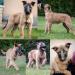 Belgický ovčiak-malinois
