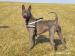 Thajský ridgeback modrý