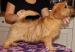 Norfolk Terrier