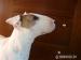 Bullterrier