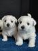 West highland white terrier (westík)