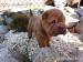 Shar pei, šarpej