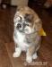 Akita inu s pp