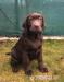 Labradorský retriever s pp