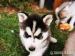 Štěně sibiřského husky s rodokmenem